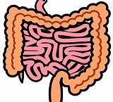 小腸、大腸の画像